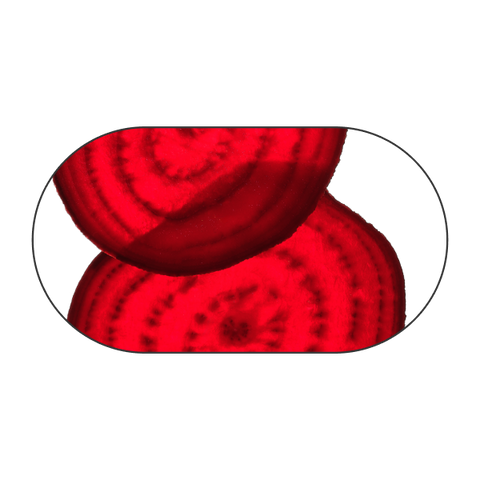 Rødbede